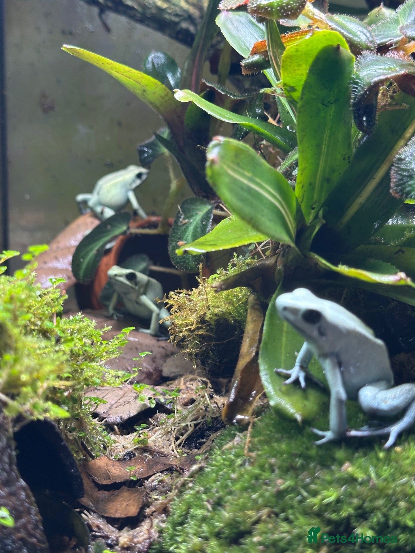 Frog reptiles Trio of Phyllobates Terribilis - Advert 2