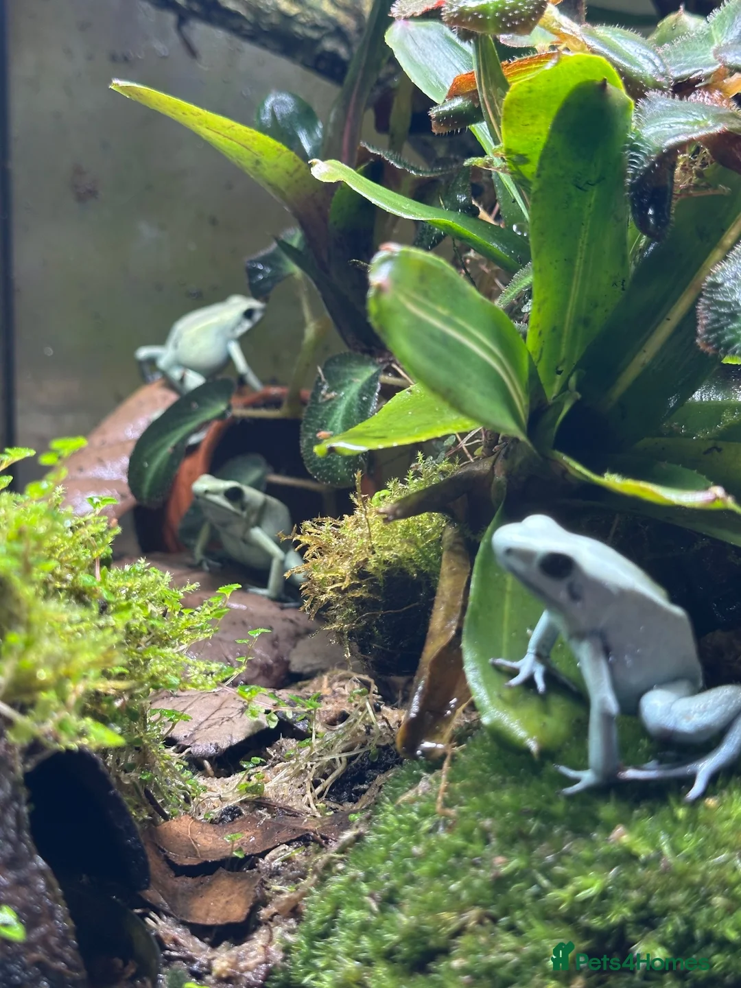 Frog reptiles for sale: Trio of Phyllobates Terribilis in Leek - Advert 2