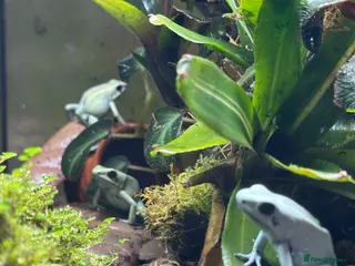 Frog reptiles Trio of Phyllobates Terribilis - Advert 2