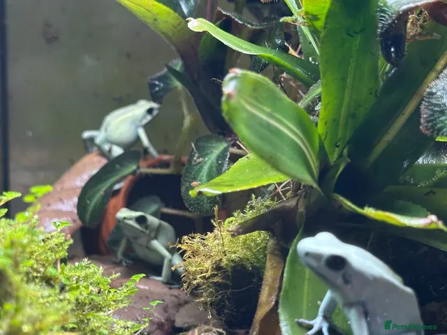 Frog reptiles Trio of Phyllobates Terribilis - Advert 2