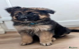 German Shepherd dogs for sale: 💙last male reduced💙 KC REGISTERED long hair - Image 5