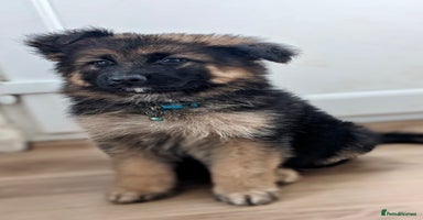 German Shepherd dogs - Advert 2