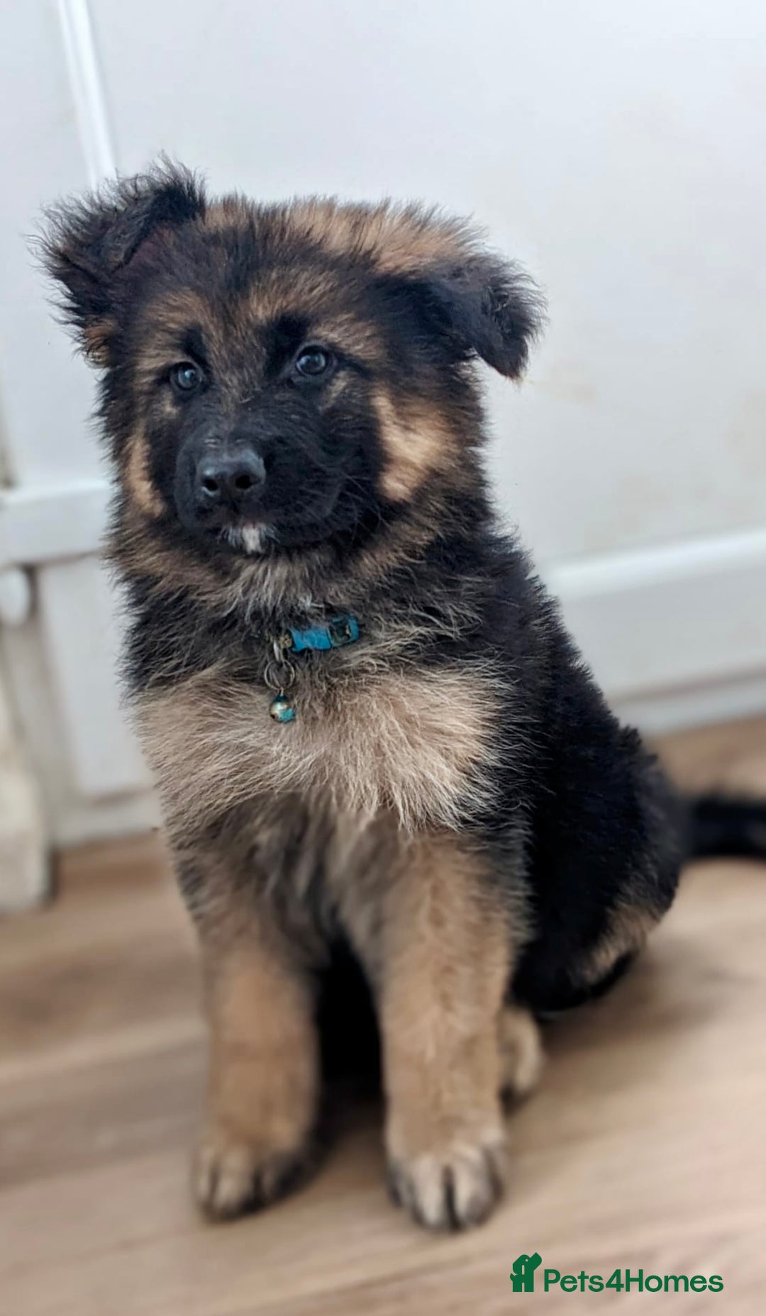 German Shepherd dogs for sale: 💙last male reduced💙 KC REGISTERED long hair - Image 5
