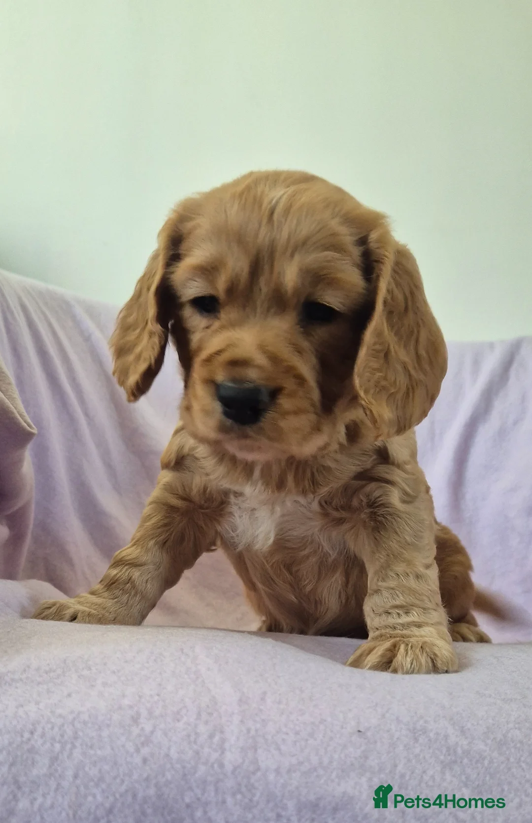 Cocker Spaniel dogs for sale: Gorgeous golden cocker spaniel  - Advert 10