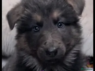 German Shepherd dogs Health tested straight back, long coat puppies - Advert 1