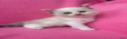 Ragdoll cats for sale: 5 Beautiful Fluffy Ragdoll Kittens  - Advert 7