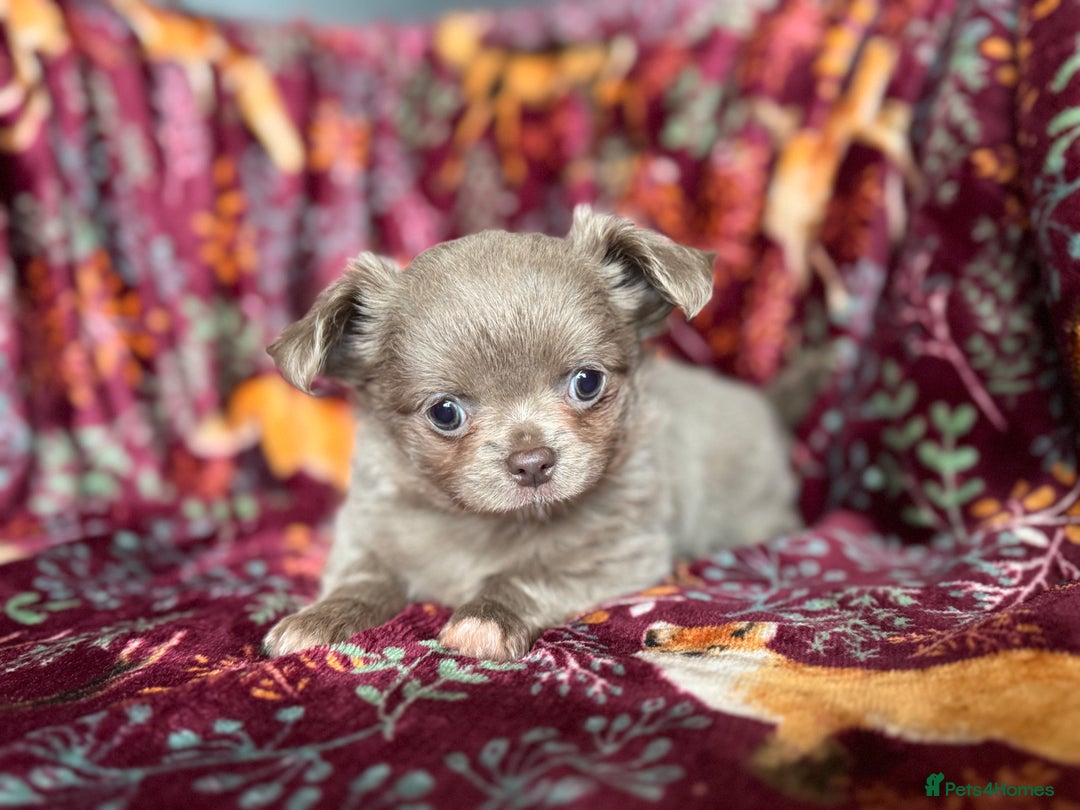 Chihuahua dogs for sale: Beautiful long haired Lilac Chihuahua puppies - Advert 9