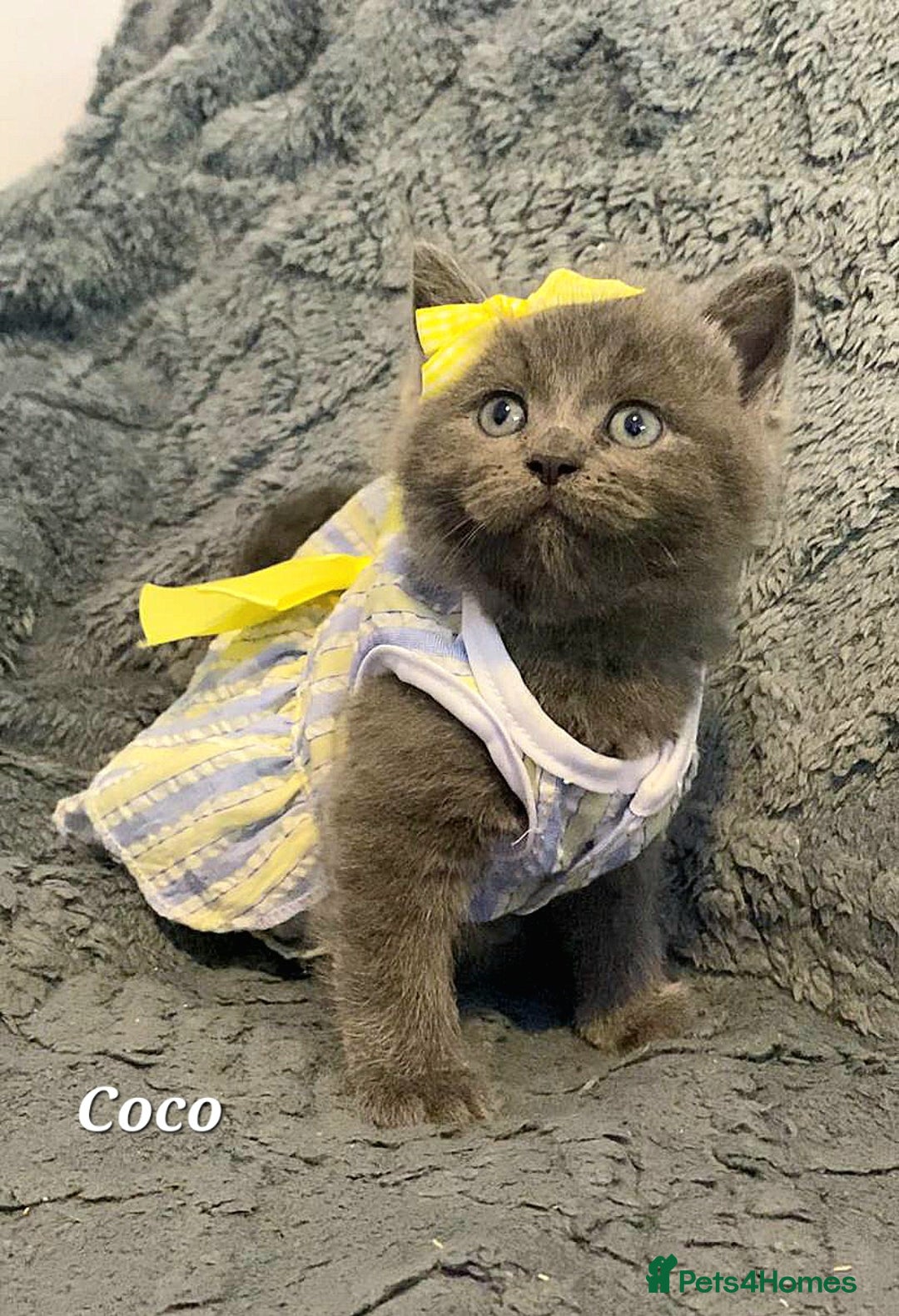 British Shorthair cats for sale: Little princess 👸  - Advert 19