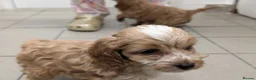 Cockapoo dogs for sale: Adorable Cockapoos  in Macclesfield - Advert 4