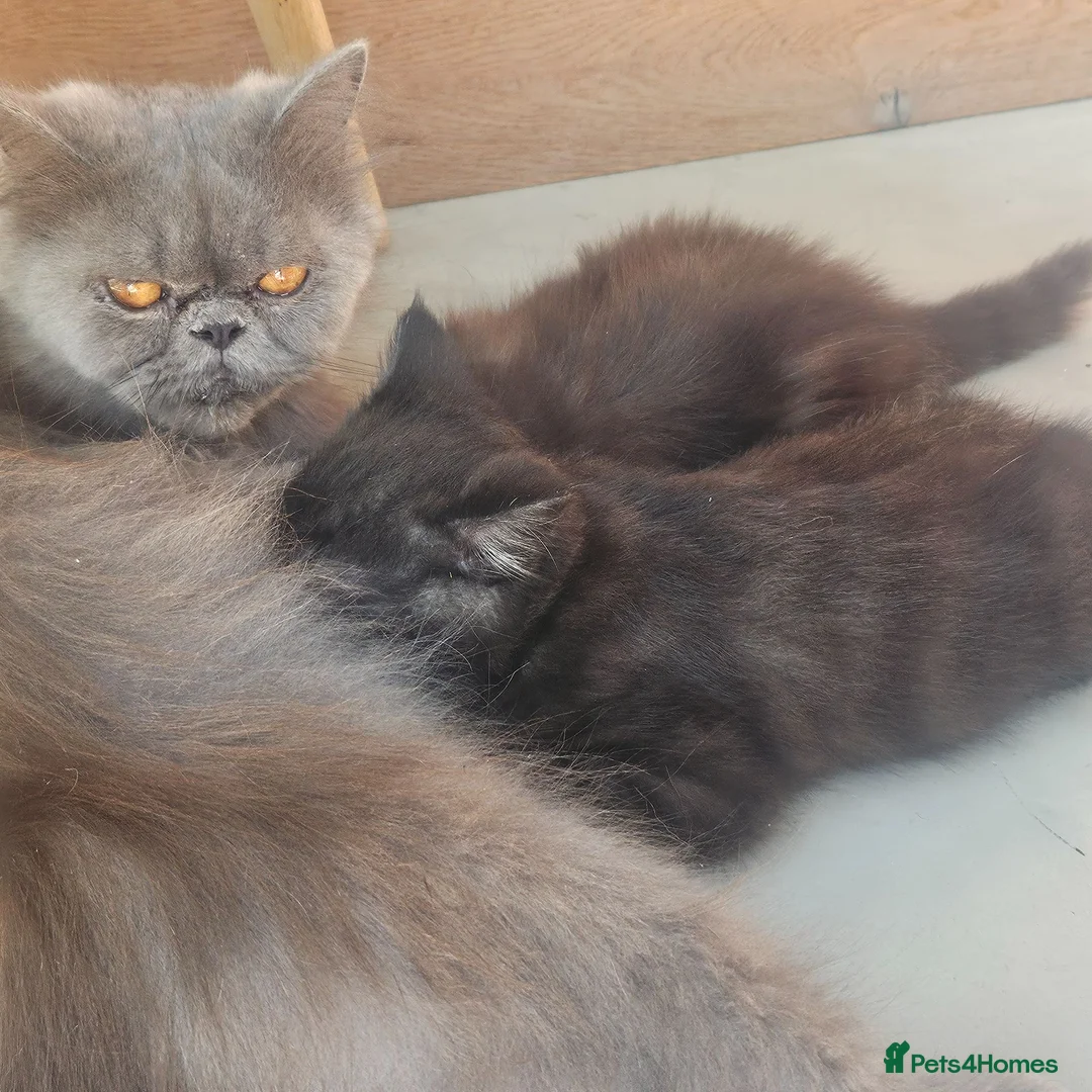 British Longhair cats for sale: British SH/Persian pretty kitten pedigree parents - Advert 1