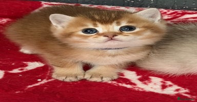 British Shorthair cats - Advert 9