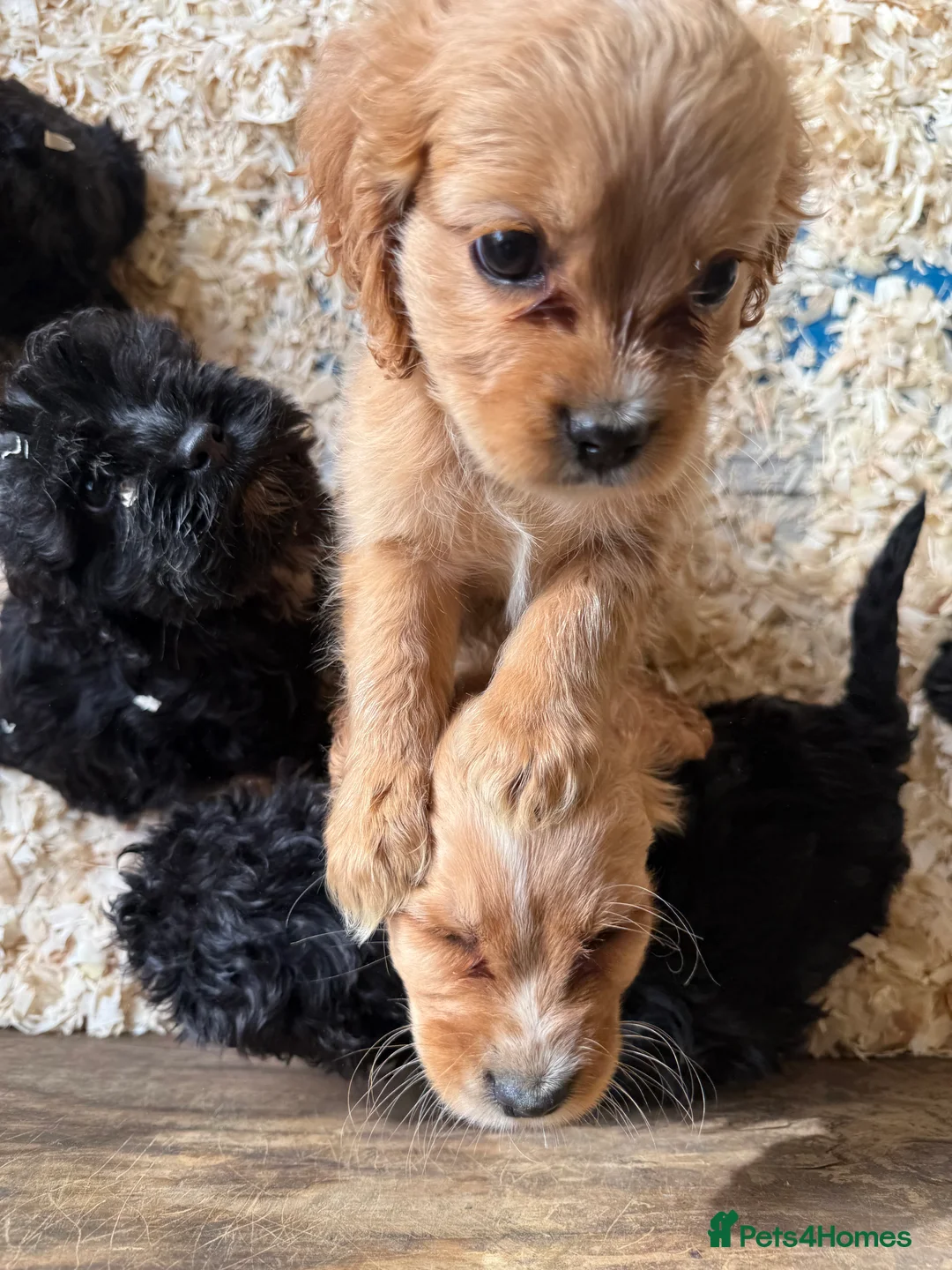 Mixed Breed dogs for sale: Lovely Cavapoos READY NOW apricot and black/white  - Advert 4