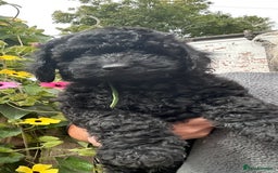 Labradoodle dogs for sale: F1bb miniature Labradoodle puppies - Image 3
