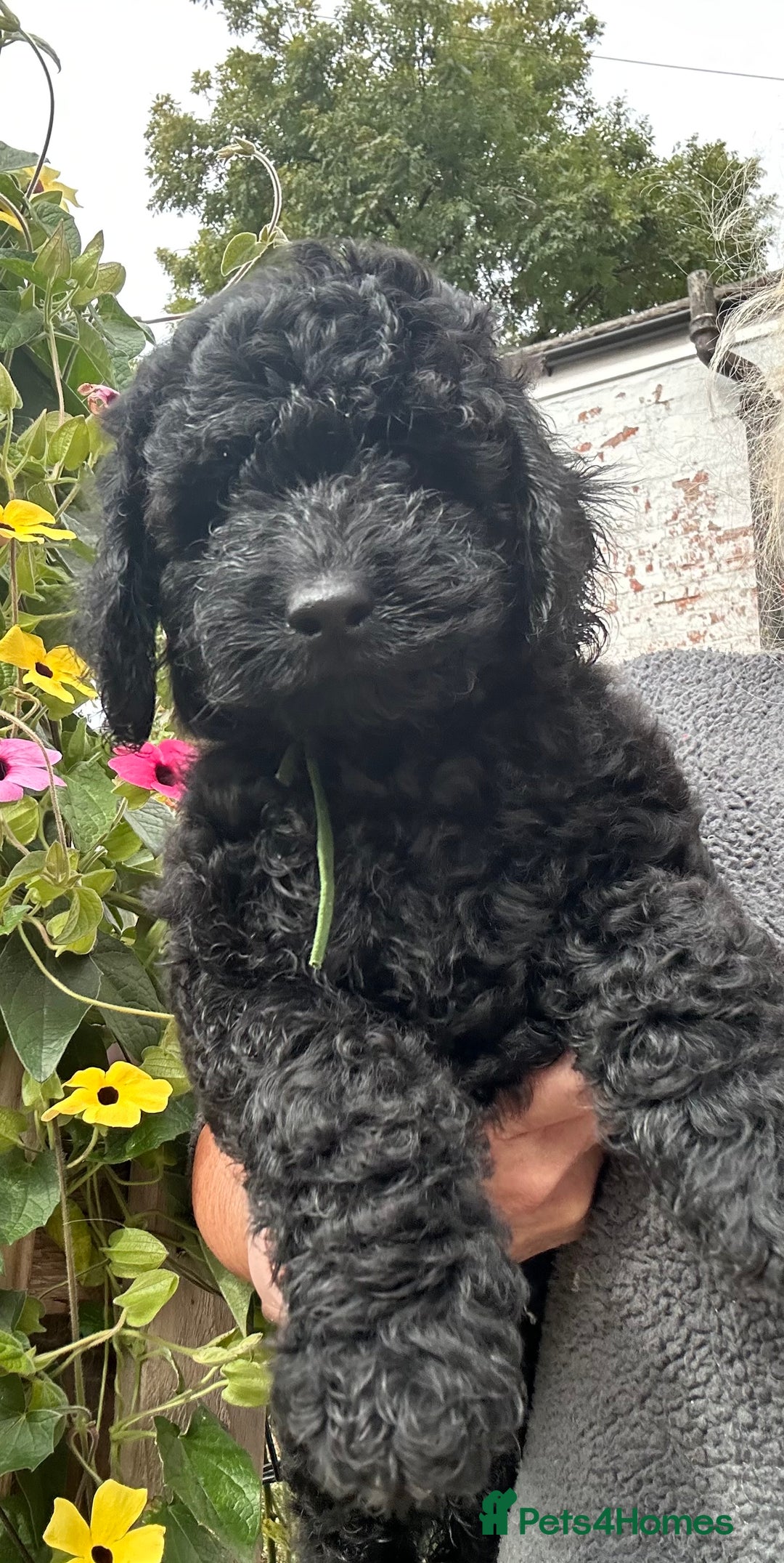 Labradoodle dogs for sale: F1bb miniature Labradoodle puppies - Image 3