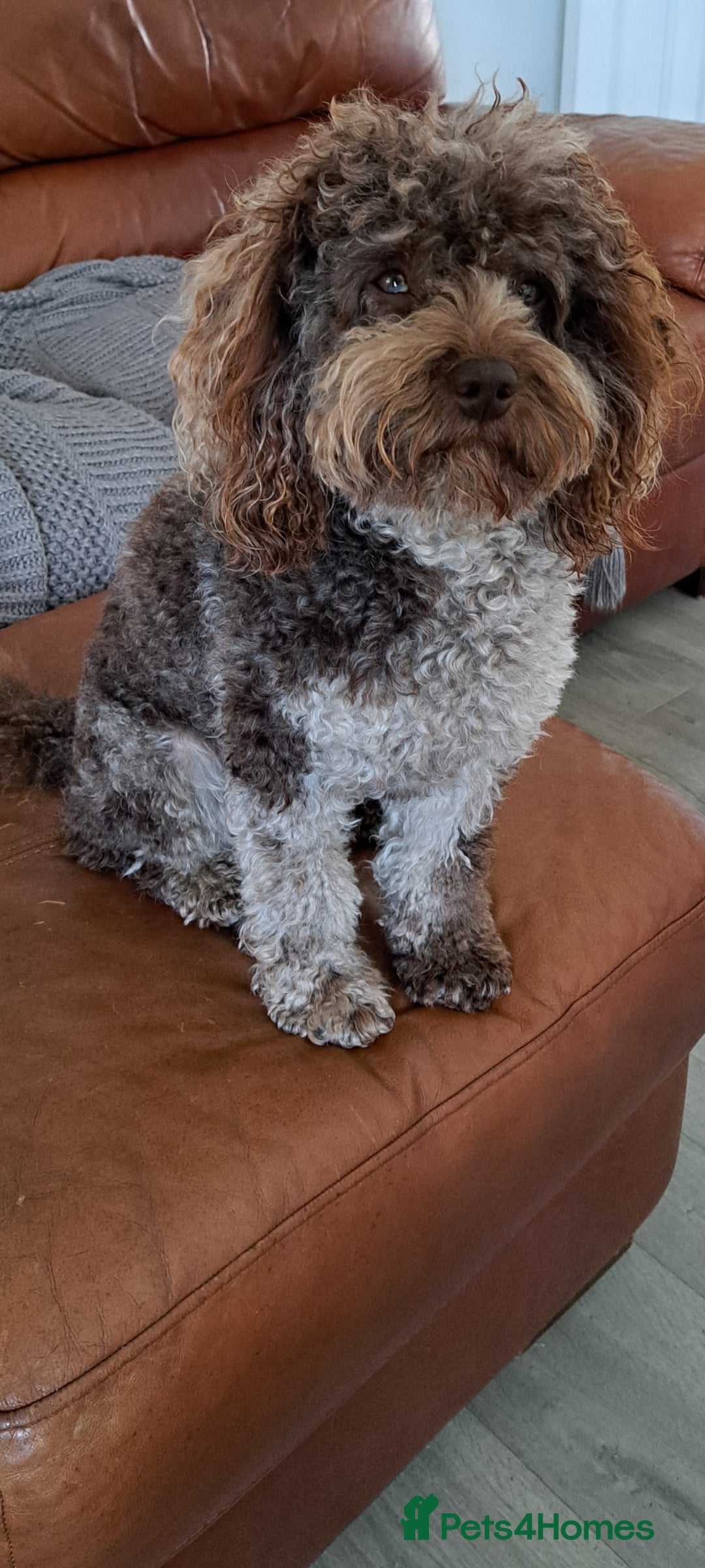Cockapoo dogs for stud: cockapoo for stud merle DNA health tested, proven  in Bristol - Image 7