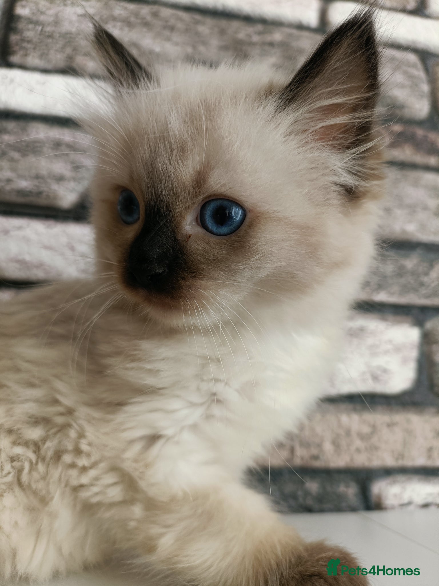 Ragdoll cats for sale: Just one boy left pure ragdoll 🐾 - Advert 5
