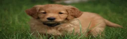 Golden Retriever dogs for sale: KC Registered Working Golden Retriever Puppies - Advert 3