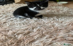 British Shorthair cats for sale: Black and white kittens ready for a new home - Image 5