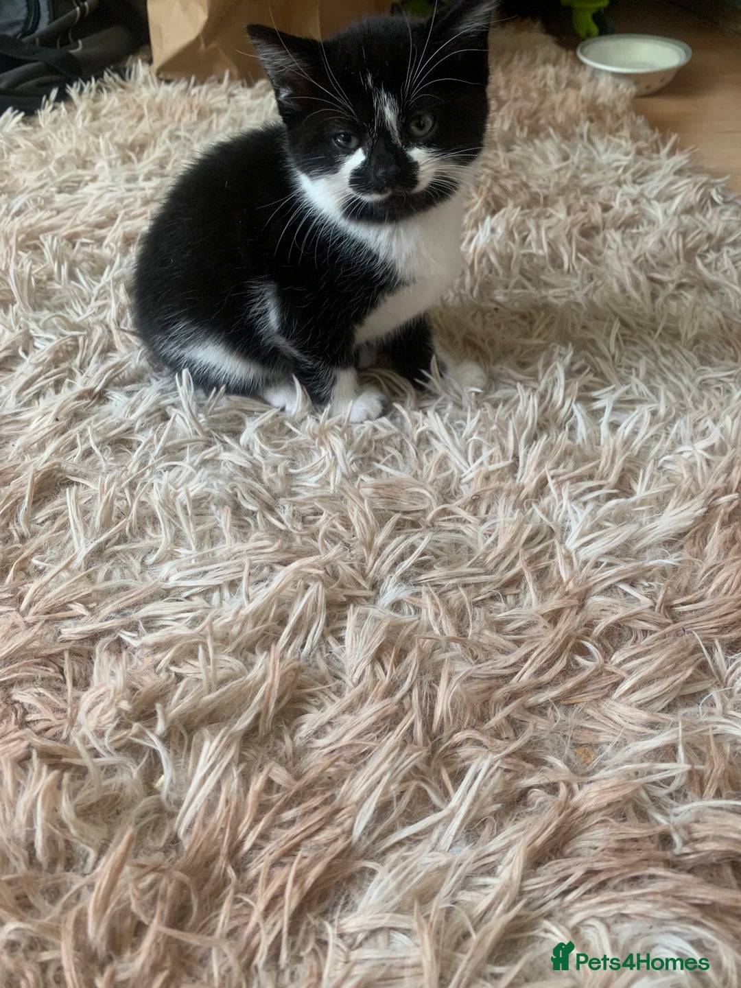 British Shorthair cats for sale: Black and white kittens ready for a new home - Image 5