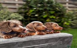 Miniature Dachshund dogs for sale: 💗 READY TO LEAVE - K.C MINIATURE DACHSHUND 💗 - Image 1