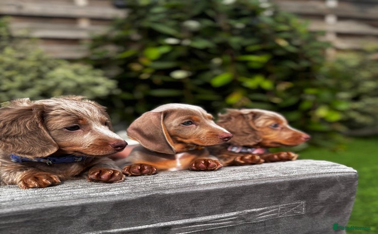 Miniature Dachshund dogs - Advert 10