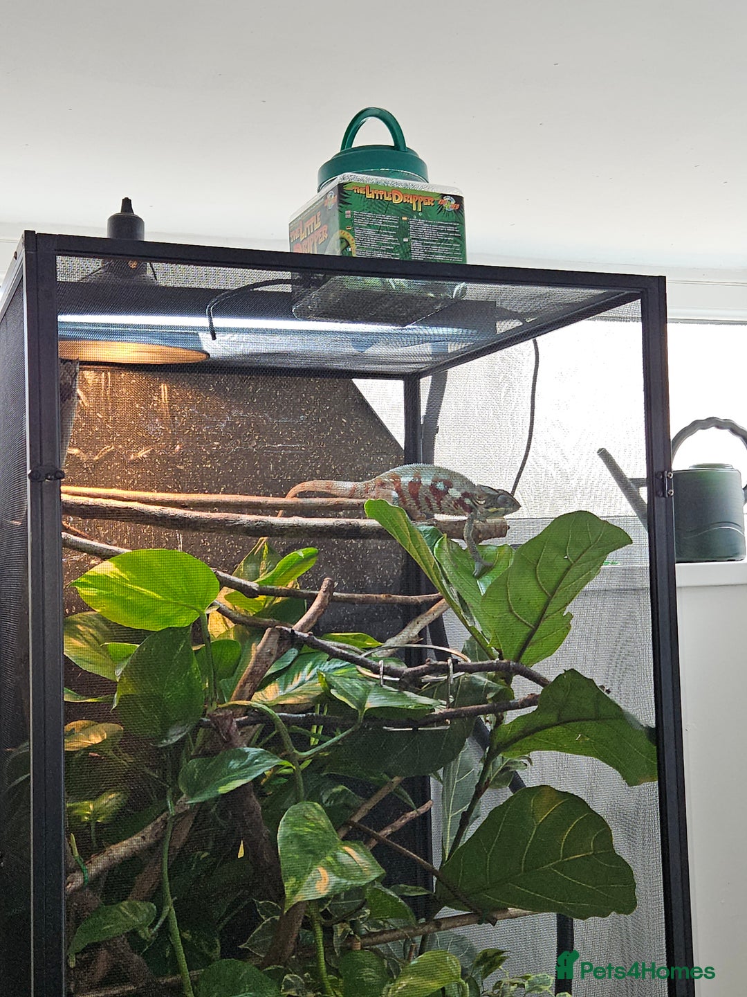 Chameleon reptiles for sale: Rare Nosy Boraha, Male, Panther Chameleon - Image 12