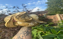 Python Snake reptiles for sale: 🐍 Ball Pythons for Sale – Collection Nottingham  - Image 5