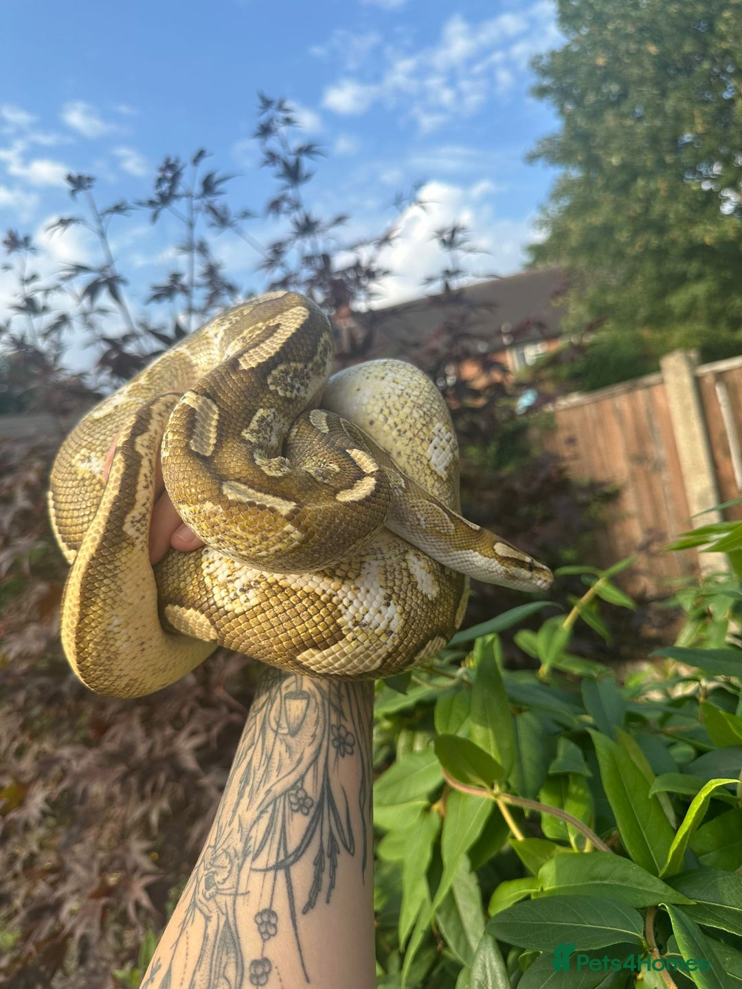 Python Snake reptiles for sale: 🐍 Ball Pythons for Sale – Collection Nottingham  - Image 5