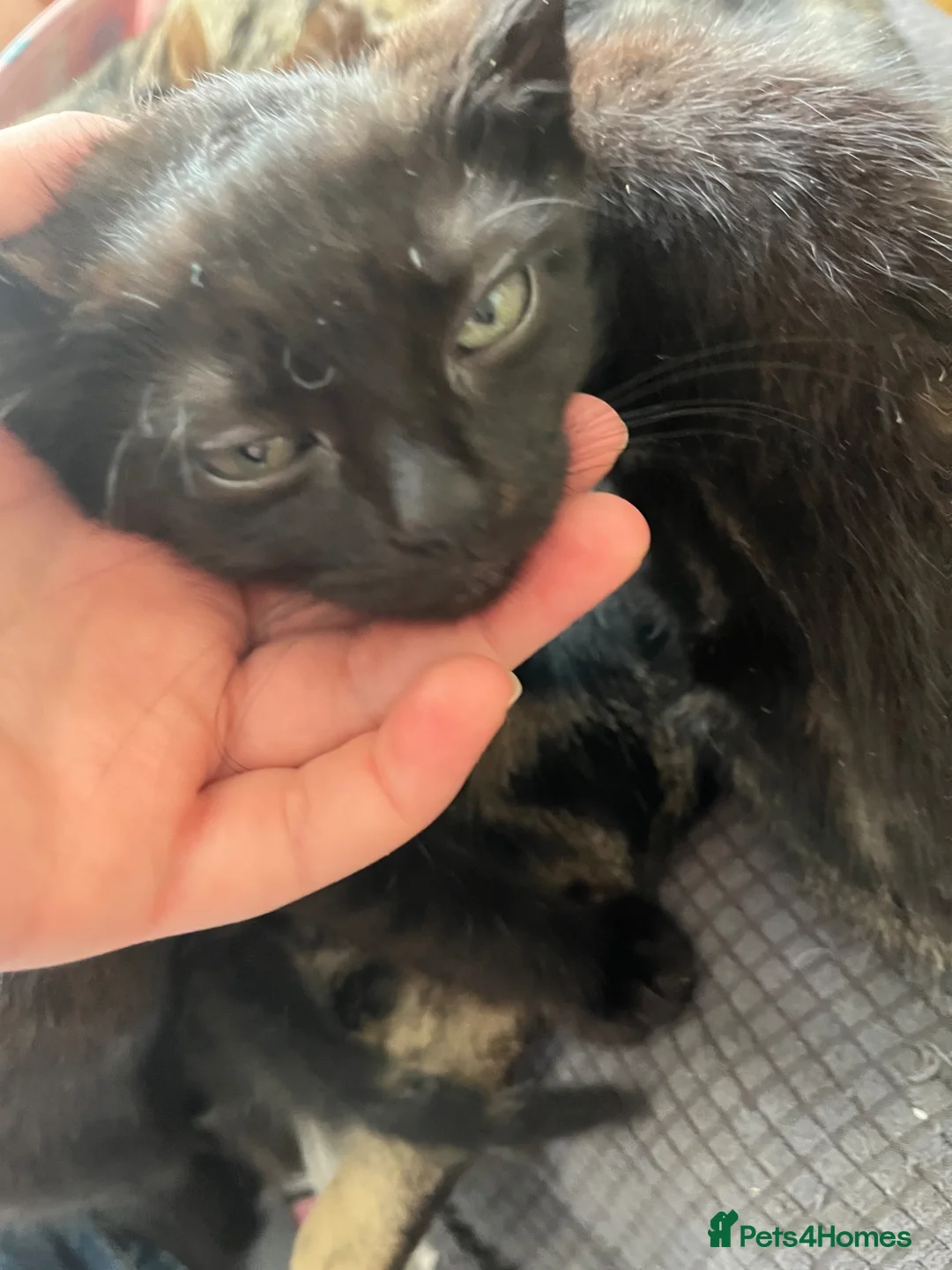 Mixed Breed cats for sale: 2 kittens, black male & tabby female - Advert 2