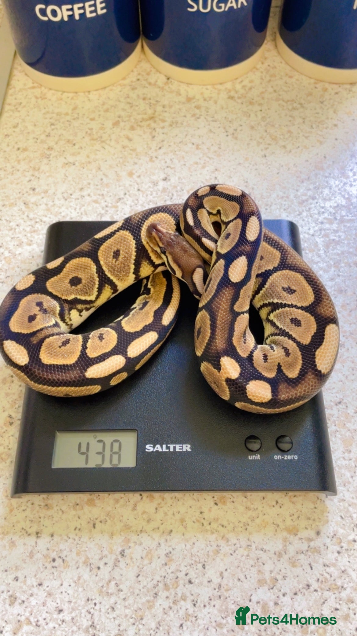 Python Snake reptiles CB24 Royal Pythons for sale  - Advert 16