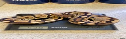Python Snake reptiles for sale: CB24 Royal Pythons for sale  - Advert 1