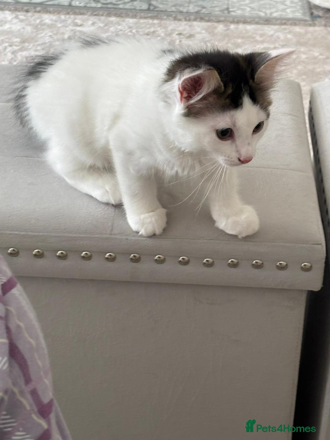 Mixed Breed cats for adoption: 4x 10 week rescue kittens waiting for homes - Image 7