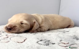 Miniature Dachshund dogs for sale: Long haired miniature dachshund ALL PUPS RESERVED - Image 6
