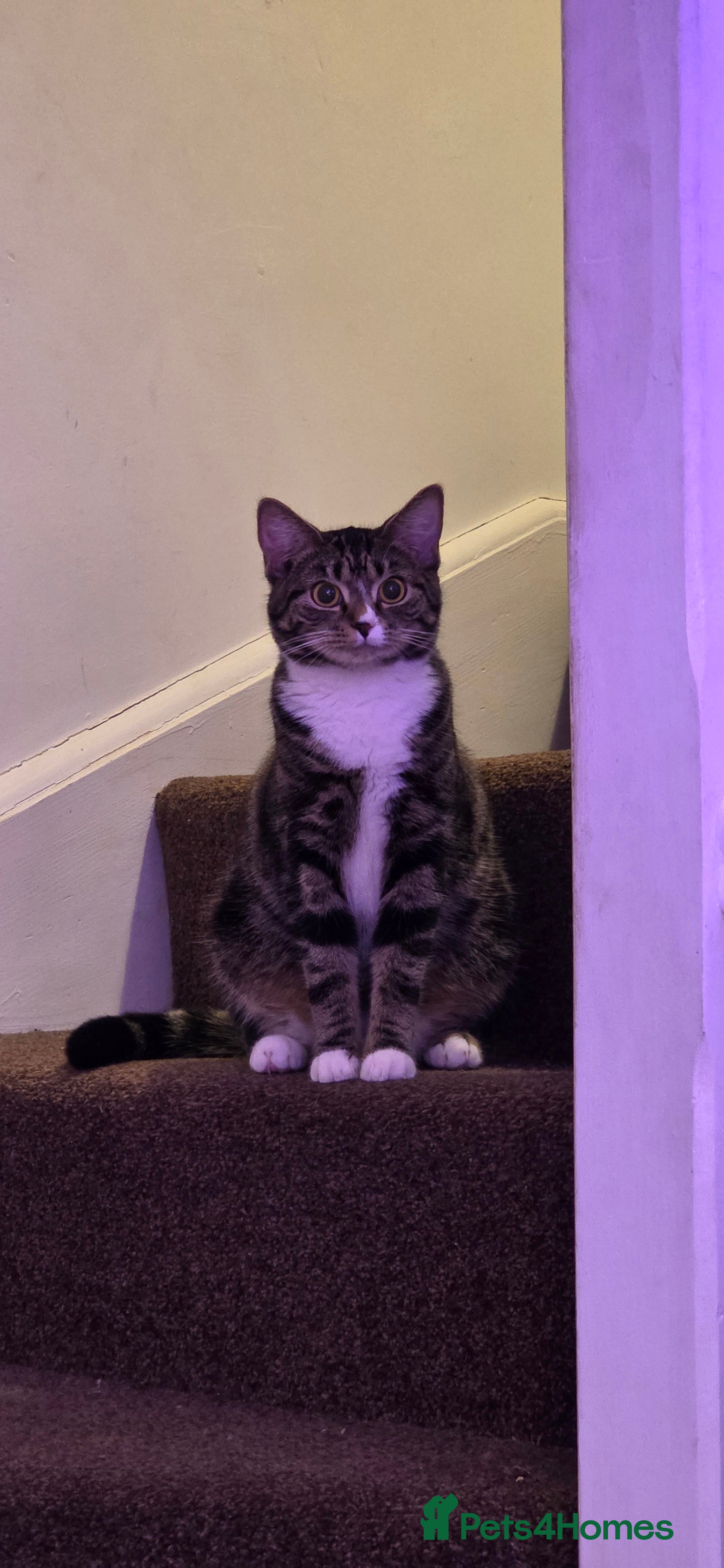 Mixed Breed cats 2x kittens must go together  - Advert 1