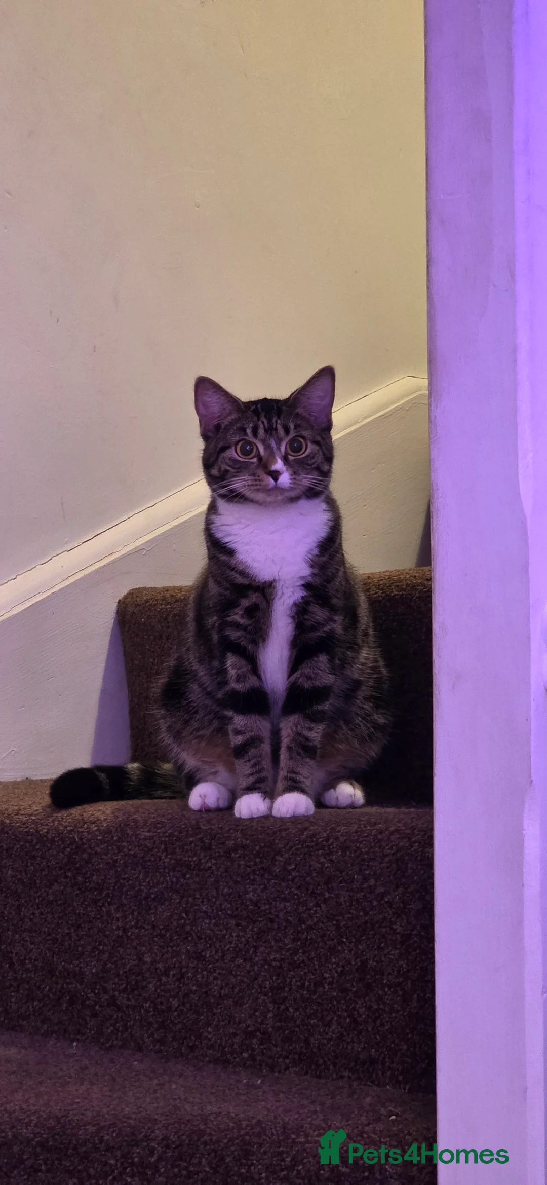 Mixed Breed cats for sale: 2x kittens must go together  - Advert 1