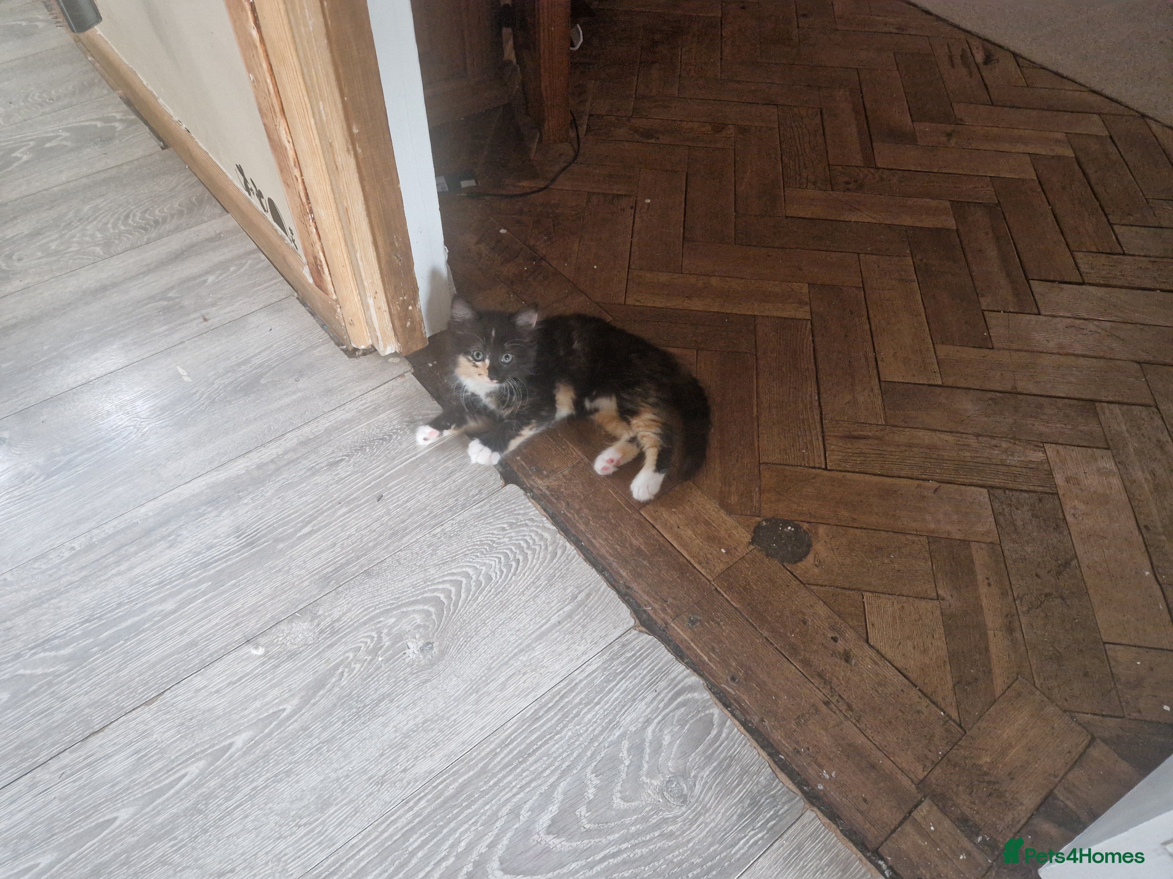 Mixed Breed cats for sale: 4 kitten  - Advert 3