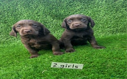 Cockerdor dogs for sale: READY NOW CHOCOLATE COCKERDORS - Image 5