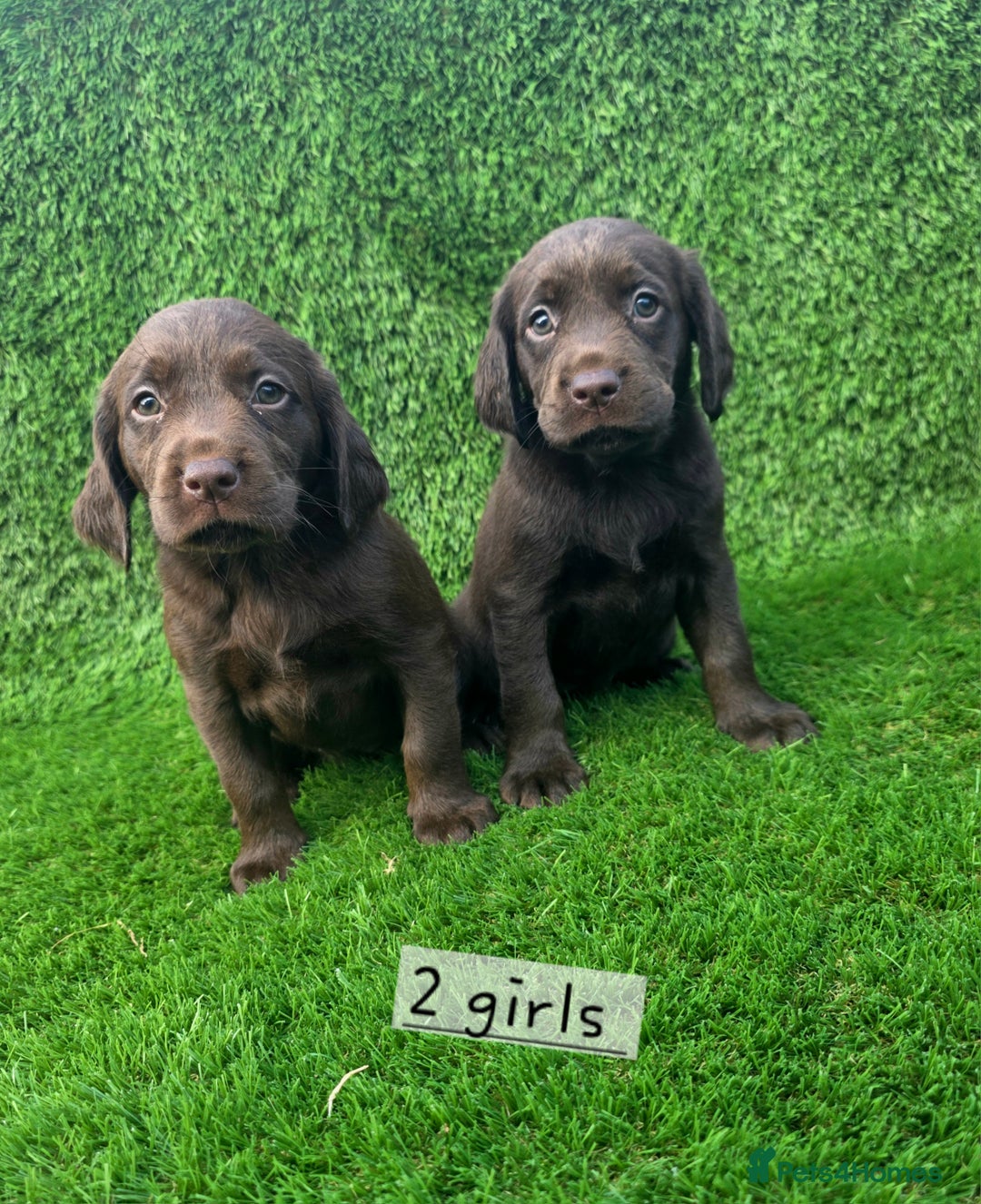 Cockerdor dogs for sale: READY NOW CHOCOLATE COCKERDORS - Image 5