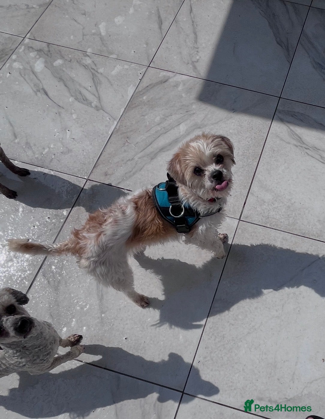 Cavapoo dogs Adult Cavapoo girl  - Advert 2