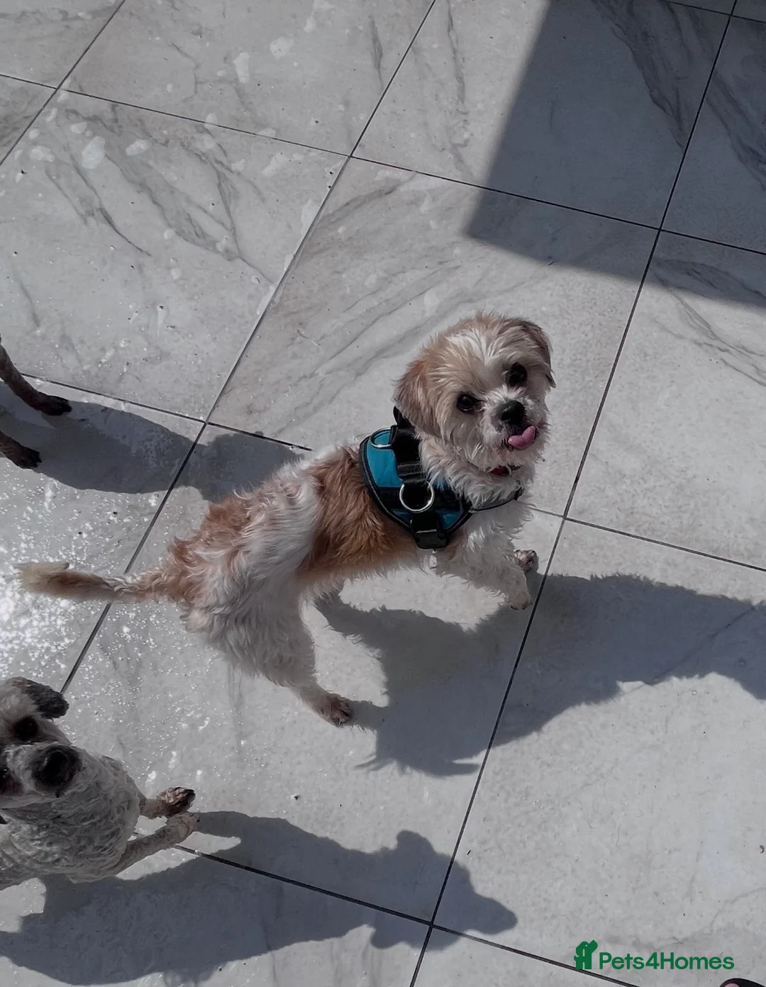 Cavapoo dogs for sale: Adult Cavapoo girl  - Advert 2
