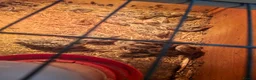 Quail poultry for sale: Coturnix quail and snowflake bobwhite  - Advert 4