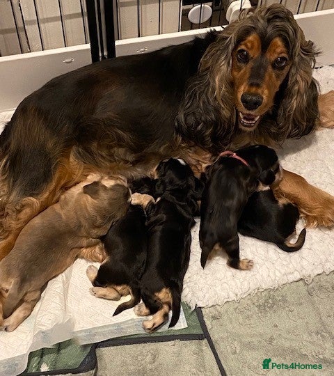 Cocker Spaniel dogs **STUNNING KC REG, SHOWTYPE SABLE COCKER SPANIELS - Advert 1