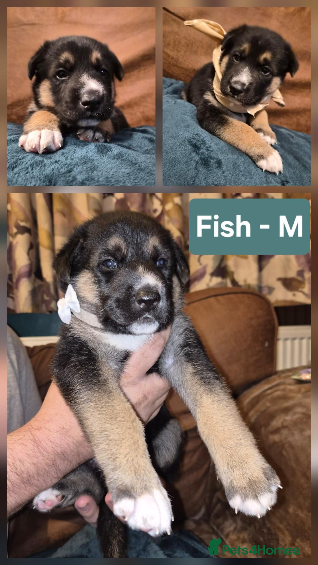 Shepsky dogs Shepskys: Fish, Chips, Mushy and Peas - Advert 2