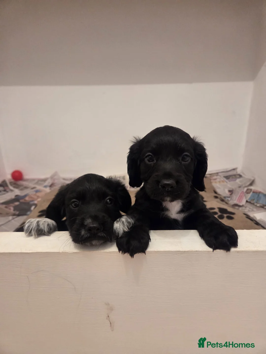 Cocker Spaniel dogs for sale: Working cocker spaniel puppies  in Tonbridge - Advert 9