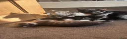 Mixed Breed cats for sale: Beautiful unique looking kittens  - Advert 6