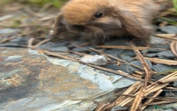 Mini Lop rabbits for sale: 3 month Mini Lop Bunnies - Image 3
