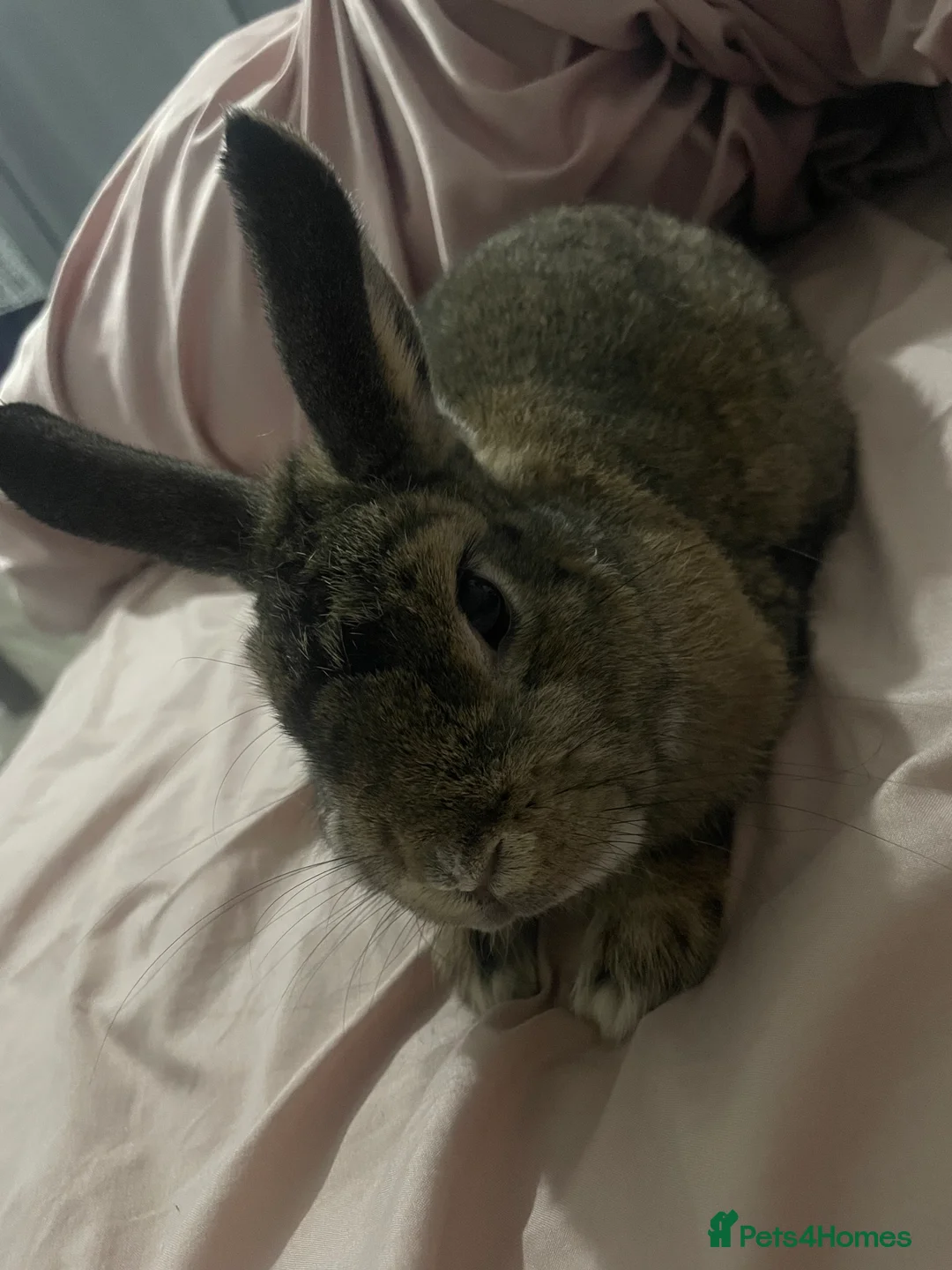 Rex rabbits for sale: Rex mix bunny - Advert 2