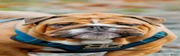 English Bulldog dogs for stud: BISCUIT for stud red and white boy - Advert 3
