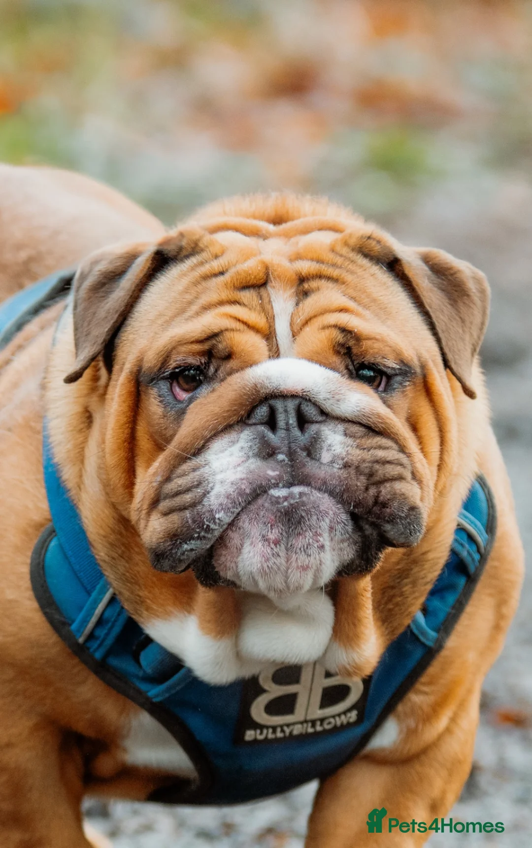 English Bulldog dogs for stud: BISCUIT for stud red and white boy - Advert 2