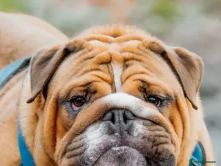 English Bulldog dogs BISCUIT for stud red and white boy - Advert 1